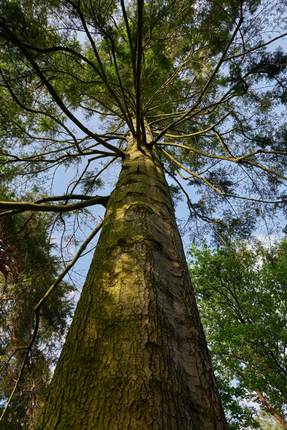 Upward view along the massive trunk of an old fir into its canopy at In den Kisseln Cemetery